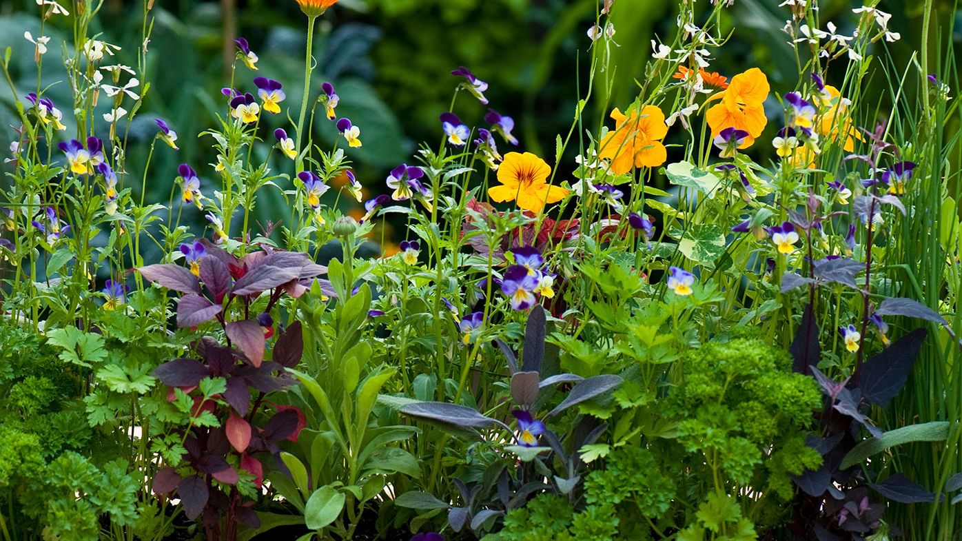 Click and grow clearance edible flowers