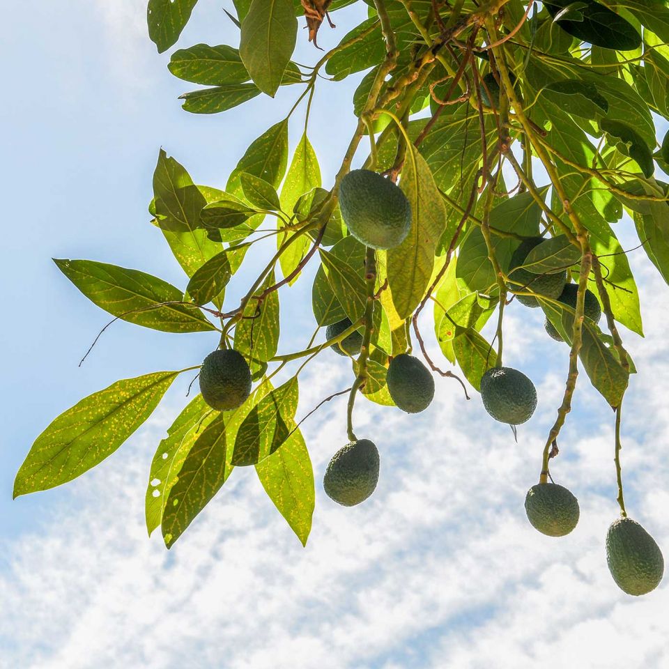 how to say avocado tree in spanish